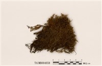 藏品(梨蒴珠苔)的圖片